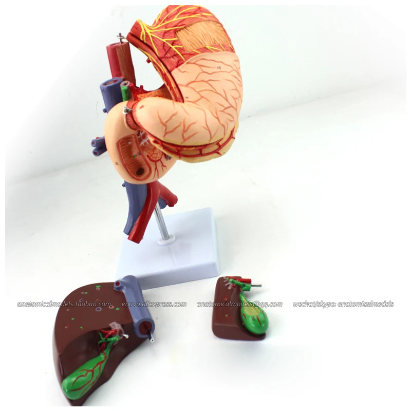 12538 / Digestive Rear Organs of the Upper Abdomen Model on Stand, Medical Science Educational
