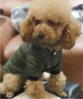Теплая одежда для маленькой собаки зимнее пальто для собаки жакет наряды для щенков для собаки Зимняя Одежда для домашних животных