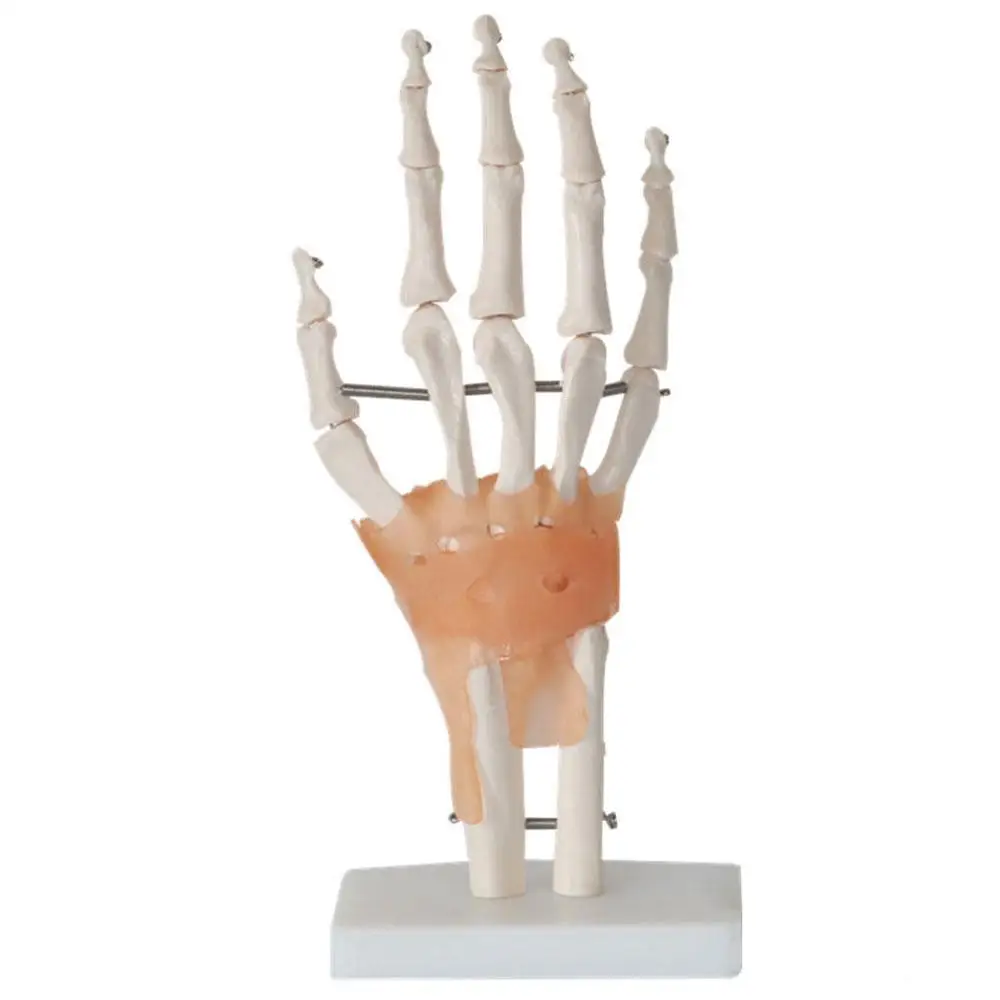 

Human Hand Model Hand Skeleton Model With Ligament Medical Science Teaching Supplies