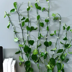 Pince murale Invisible en rotin pour plantes grimpantes, Clips de vigne auto adhésifs, fixation attachée, support de crochet collant à boucle fixe 