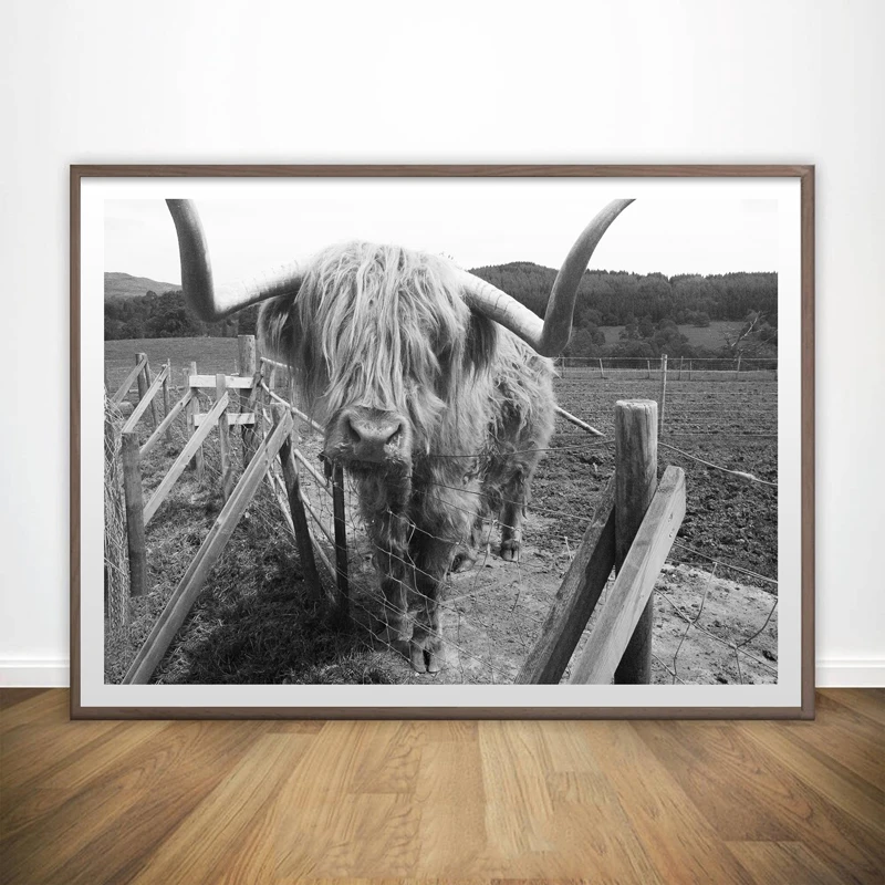 Настенный арт Freedom Scotland Highland плакаты с изображением коровы и принтами Крупный рогатый скот холст картины настенные картины для декора гостиной искусство яка