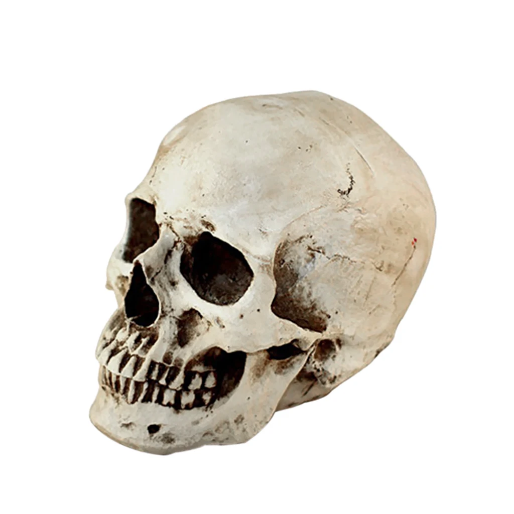 

Lifesize Realistic 1:1 White Human Skull Resin Model Home Decorations