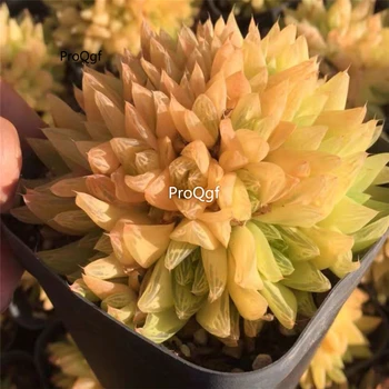 

Ngryise 1Pcs a Set huangjin haworthia