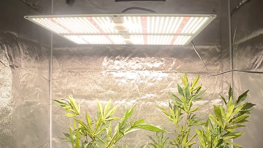 4头量子板详情视频8