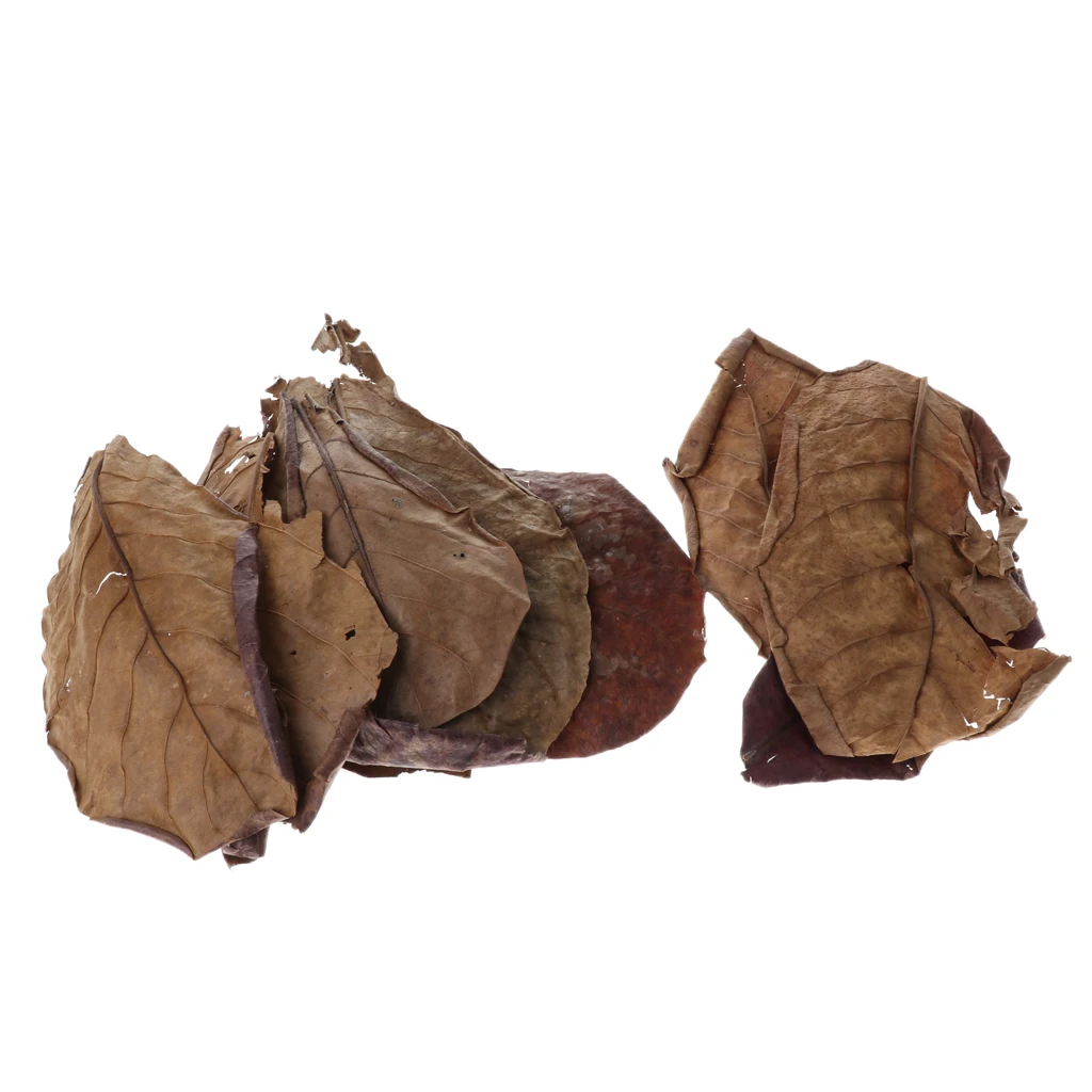 Set of 10 Fish Tank Indian Almond Leaves  For Betta Fish & Shrimps