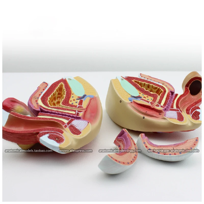 12446 / Female Genital Organ 4 Parts Anatomy Model, Medical Science