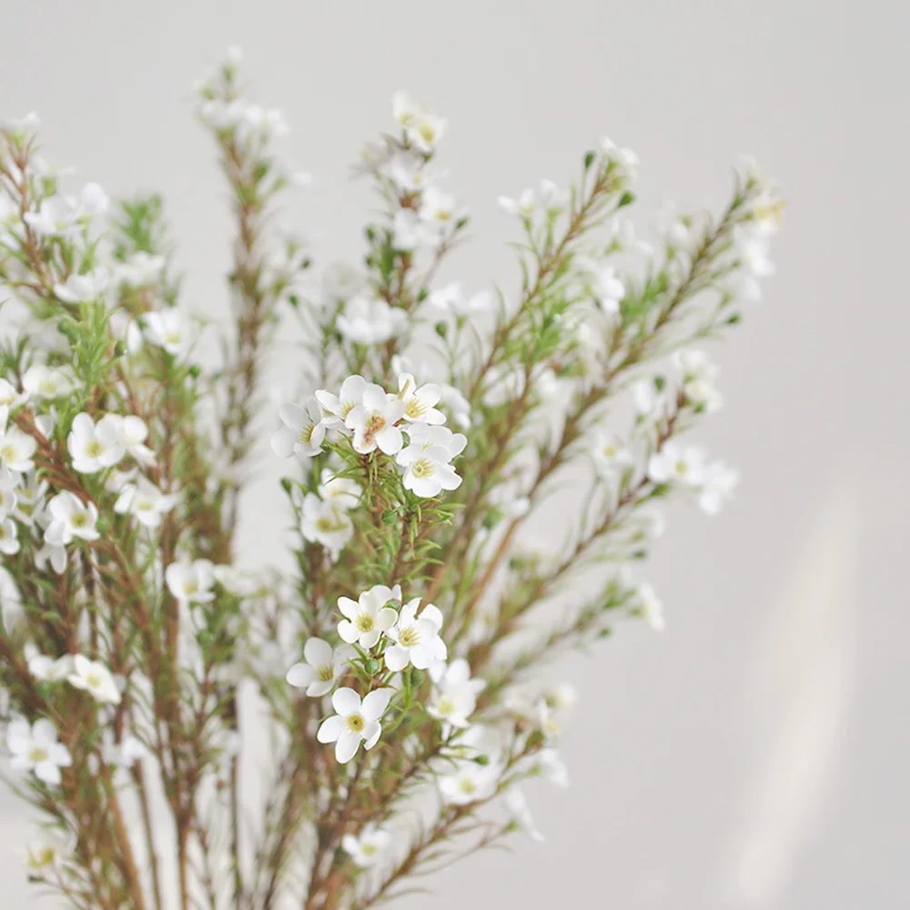 Mini White Wax Flower 
