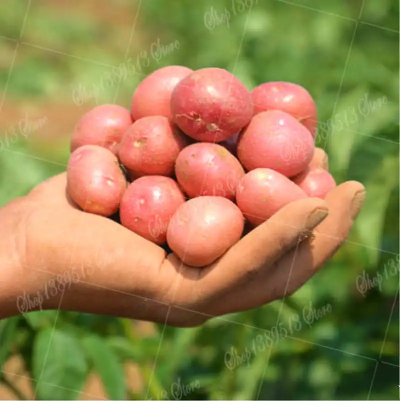 

100 Pcs Mini Red Potato Plant Vegetable Bonsai Tree Anti-wrinkle Vegetable Planting Family Garden Potted Planting Vegetable