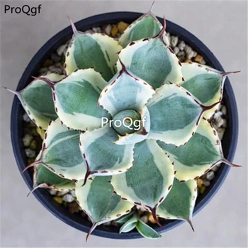 

Ngryise 1 Set Agave potatorum Kishoukan