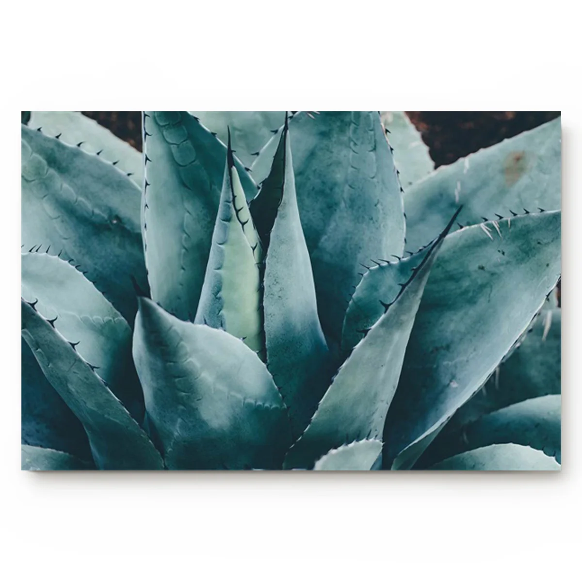Close-up of A Spiny Green Succulent Kitchen Floor Bath Entrance Rug Mat Absorbent Indoor Bathroom Decor Doormats | Дом и сад