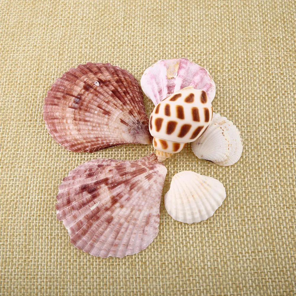 New 100g Beach Mixed Sea Shells Craft SeaShells Aquarium Nautical Decor