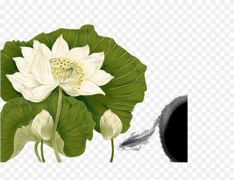 水墨画海报 画白莲花png图片素材免费下载 图片编号 Png素材网