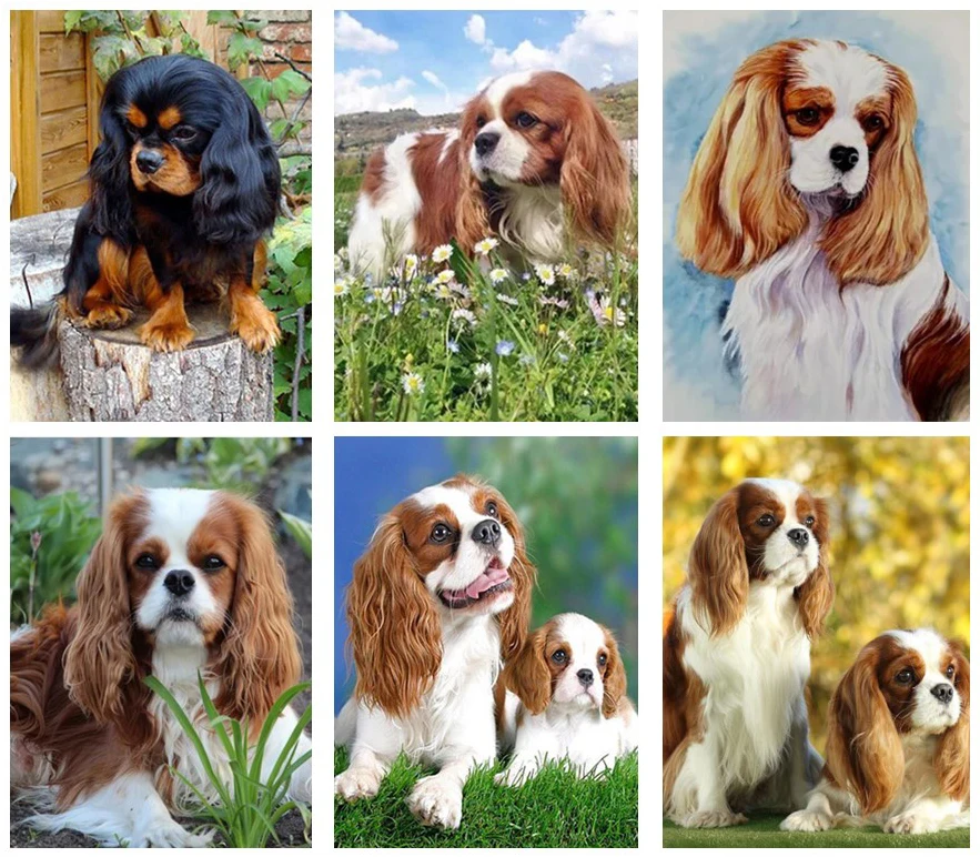 Cavalier King Charles Spaniel 5d Diy Diamond Painting Cross Stitch Kit Square Round Embroidery Rhinestone Mosaic Picture | Дом и сад