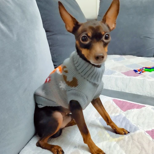 작은 개를 위한 귀여운 애완견 스웨터 겨울 따뜻한 강아지 고양이 옷 닥스 훈트 풀오버 Mascotas 의상 의류, 루파 카코로 4