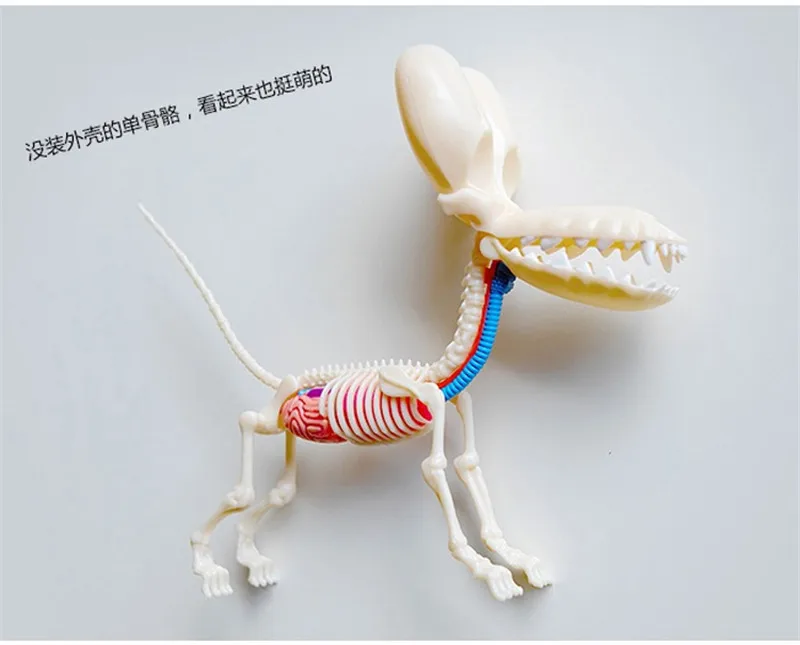 4D конструктор Джейсон Фрей, головоломка, игрушка, воздушный шар, собака, перспектива, кость, анатомия, украшение, собака, медицинское оборудование для обучения