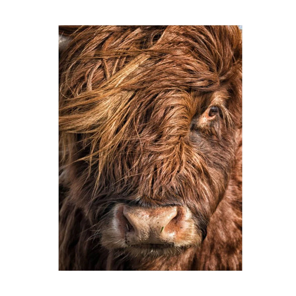 DIY Diamond Painting Scottish Highland Cattle 5d Diamond Puzzle Brown Highland Cow Diamond Embroidery Animal Cross Stitch Decor 