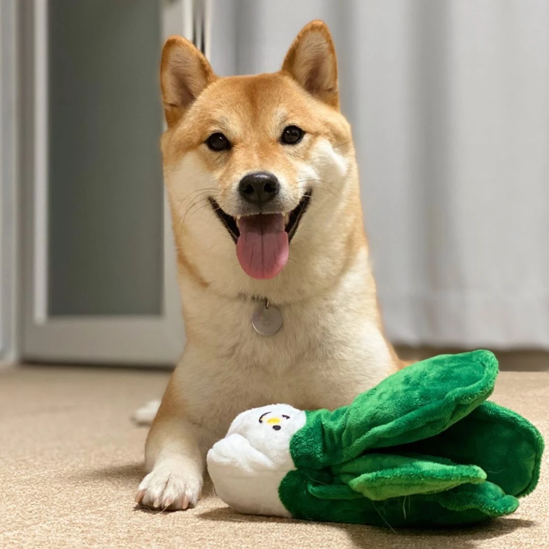 犬の写真の形をしたインタラクティブなおもちゃ 巨大な特大の犬のパッド フレンチブルドッグ ピカチュウ ブルドッグ用 犬のおもちゃ Aliexpress