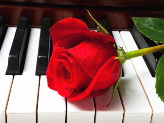 Huacan-5D-DIY-Diamond-Painting-Flower-Rose-Full-Drill-Square-Diamond-Embroidery-Cross-Stitch-Rhinestone-Picture.jpg_.webp_640x640