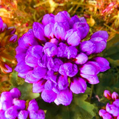 Новые свежие земли чудо 5 шт Редкие растения герани фиолетовый Тюльпан пеларгония бонсай Горшечное растение Редкие выносливые растение многолетний,# K