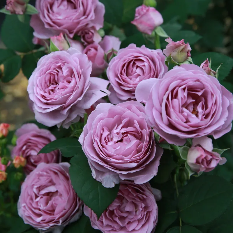 

ALCH Shrubs China Rose Blue Storm Floribunda Flavor Big Flower Rose Garden Balcony Potted Plant Four Seasons Flowering