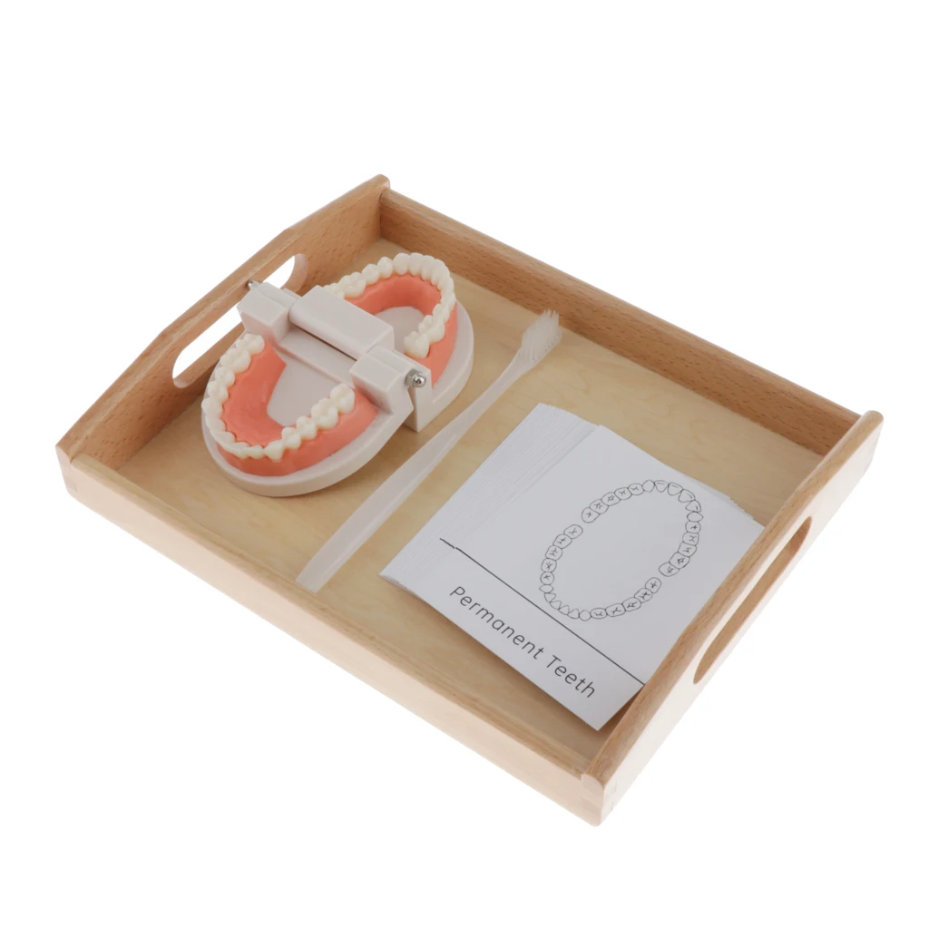 Human Mouth Teeth Model School Teaching Tools Magnification Kid Study Teeth Tongue Model Kit Mouth Caring Tool 
