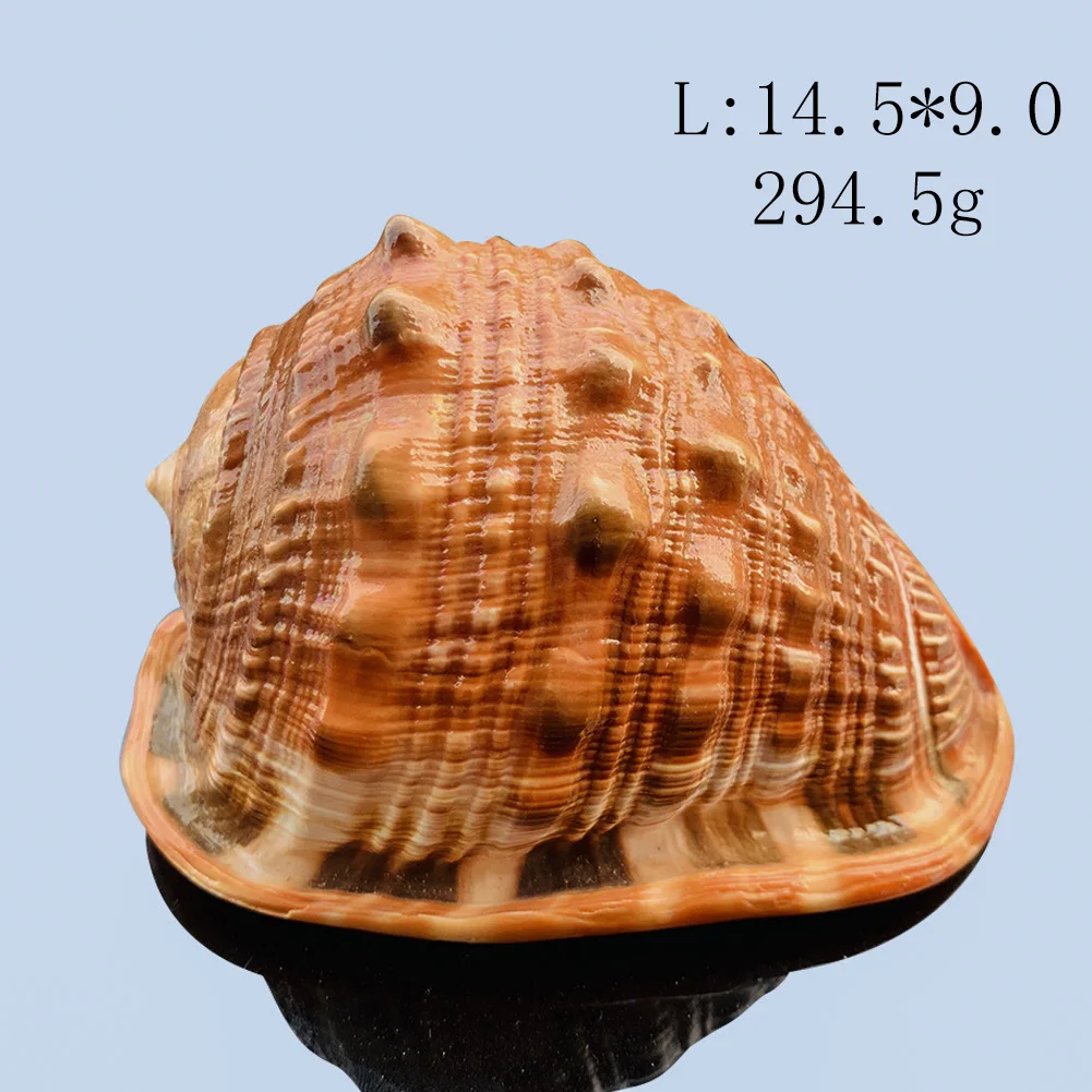 Natural Big Sea Shells Snail Wanbao Conch Nautical Home Decor Beach Wedding Decorations Collectibles Specimen Aquarium Landscape