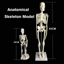 Squelette d'anatomie humaine 45CM/20CM, équipement d'enseignement des sciences et de la médecine