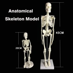 Modelo de esqueleto de anatomía anatómica humana, equipo de enseñanza de medicina y Ciencia de aprendizaje médico, modelo de cráneo de 45CM/20CM