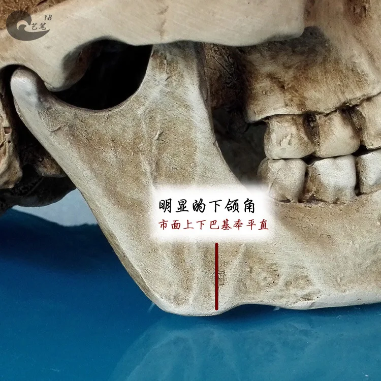 

Still Life Painted Head Resin Skeleton Head gu yi for 14-Year-Old Or above Muscle Bone Head Skull Model