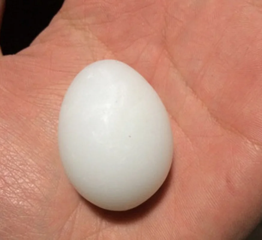 40pc Lot Dove Fake Pigeon Eggs Pigeons Solid TheBirdLovers