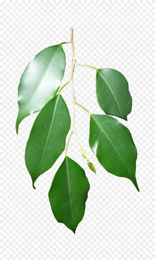 叶枝沼泽西班牙橡树枝条植物茎叶png图片素材免费下载