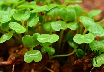 

White Radish Raphanus Sativus Bai-Luobo