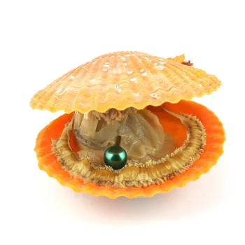 

7Pcs Freshwater Natural Cultured Pearl Oyster Round 6-7mm 7 Colors Rainbow Pearls DIY Jewelry Birthday Gifts Vacuum Packaging