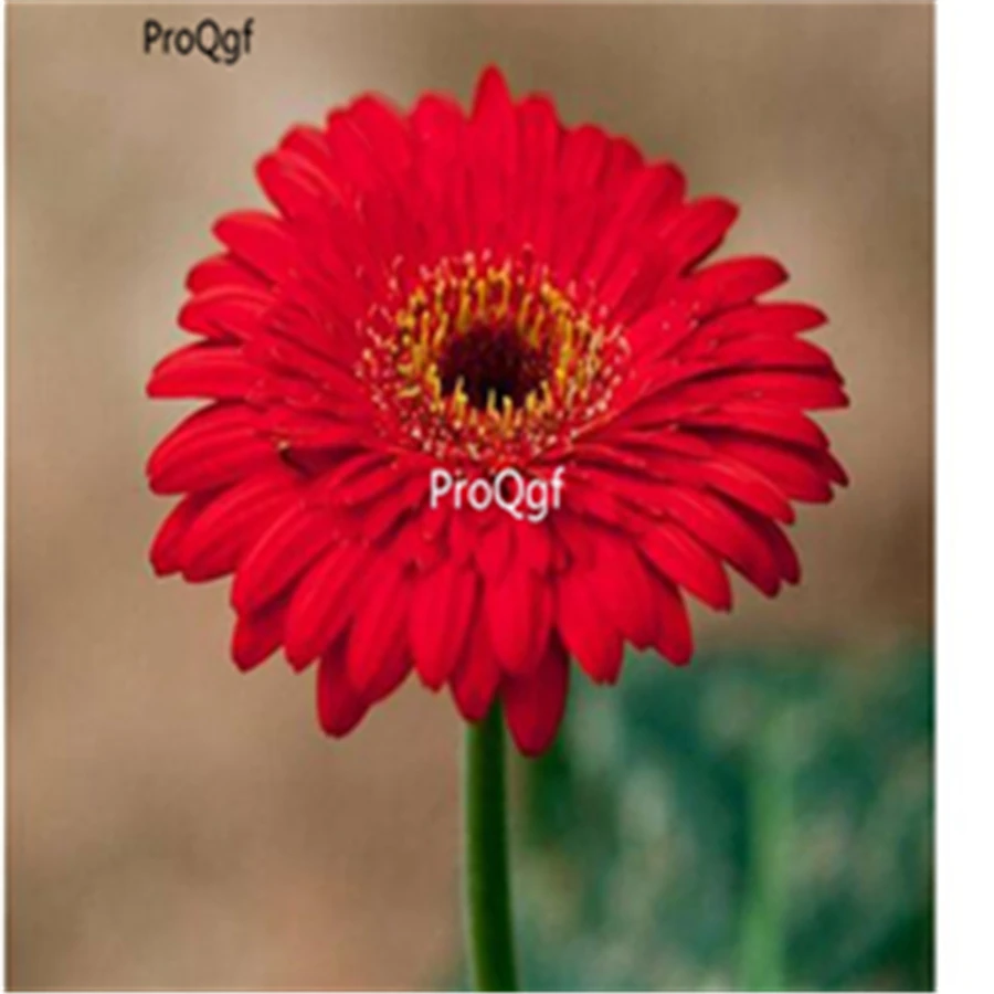 Ngryise 3000 шт Gerbera jamesonii