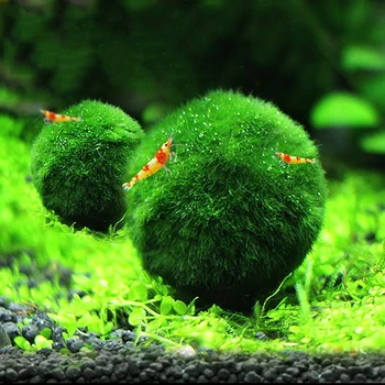 

3cm Mini Aquarium Plant Fish Tank Shrimp Nano For Marimo Moss Balls Premium Quality Fish Tank Ornament Decoration