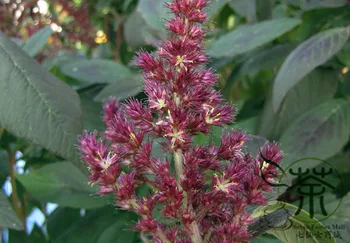 

Amaranthus Hypochondriacus Prince's Feather Amaranth Zili-Xian