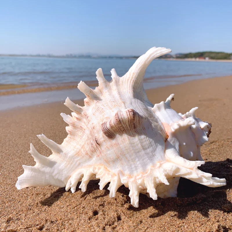 O1CN01mk7U6z1Uqe3fGU6ud_!!1047672569