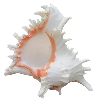 

15-16M Queen Nautical Shells Conch Natural Seashell Beach Ocean Home Decoration 1Pcs