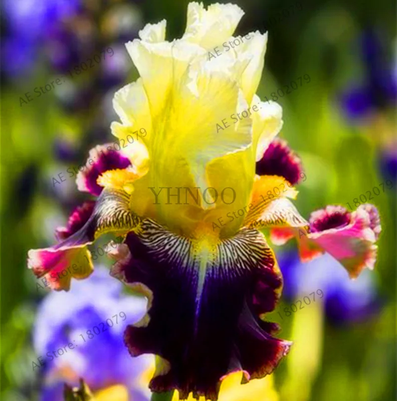 Горячая Распродажа!, горячая Распродажа, 100 РОЗОВЫЙ ИРИС бонсай, популярный многолетний Садовый цветок, великолепные срезанные цветы,# V5A3BO - Цвет: 8