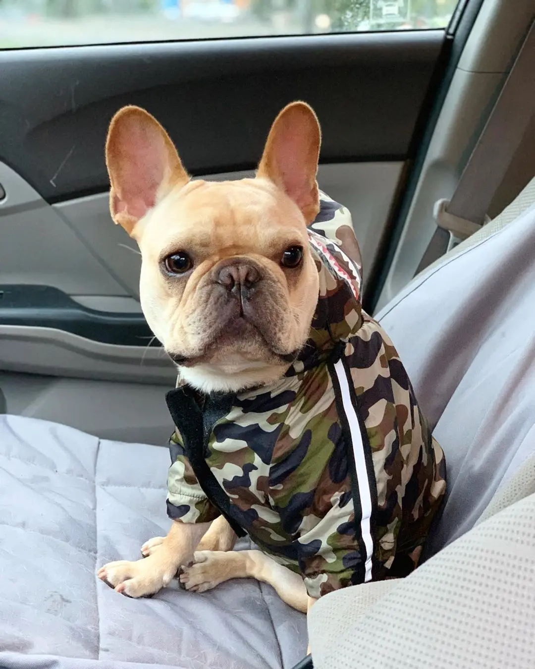 Dog Clothes Adidog Camouflage French Bulldog Pupreme Shirt Dog Camo Windbreaker Sport Retro Dog Hoodies Pet Clothes Puppy Pugs