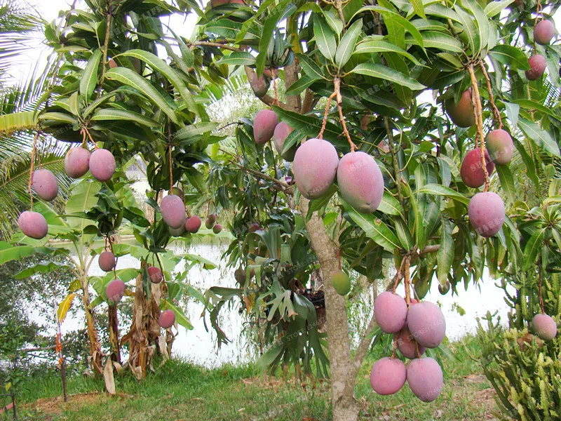 2 предмета манго бонсай мини Mangifera Indica дерево бонсай редкий Органическая вкусный плодовые бонсай растения «сделай сам» для дома и сада