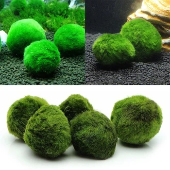 

Aquatic plant Aquarium Ball Landscape Real Grass Landscaping Chlorella Algae Prospects Grass Environmental Green Seaweed Ball