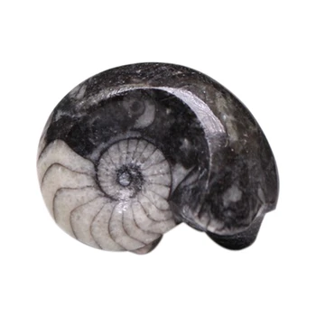 

1 PC Natural Ammonite Fossil Specimen Shell Healing Morocco Stone 2.5-3.8cm