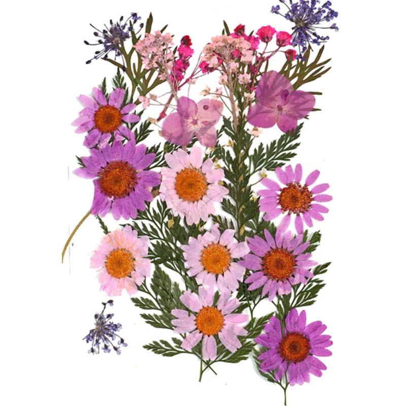 Purple flower Высокое качество Популярные Лидер продаж мини Bloemen засушенные цветы небольшой "сделай сам" сохранить букет 25 шт./пакет прессованные цветы украшения дома - Цвет: Purple flower