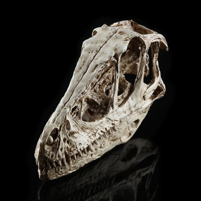 Nagy Pontosságú Tanítási Modell Dinoszaurusz Koponya Velociraptor Fosszilis Gyanta Polson Szobor Csontváz Figura - Image 2
