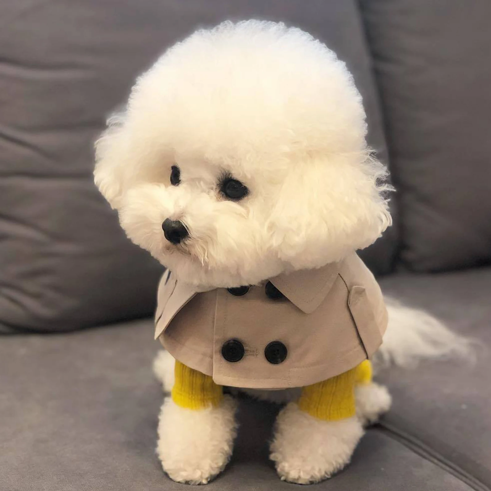 Teddy Bichon law fight straps towel dog collars dog windbreaker cloak