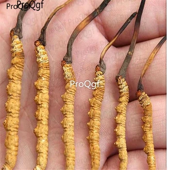 

Ngryise 2Gram Cordyceps real
