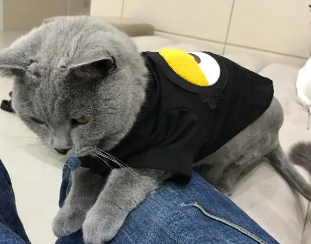 pet black Футболка для домашних животных; жилет для кошек; жилетка для собак; одежда для родителей и собак; Одежда для собак; жилет для собак; индивидуальный дизайн - Цвет: pet black