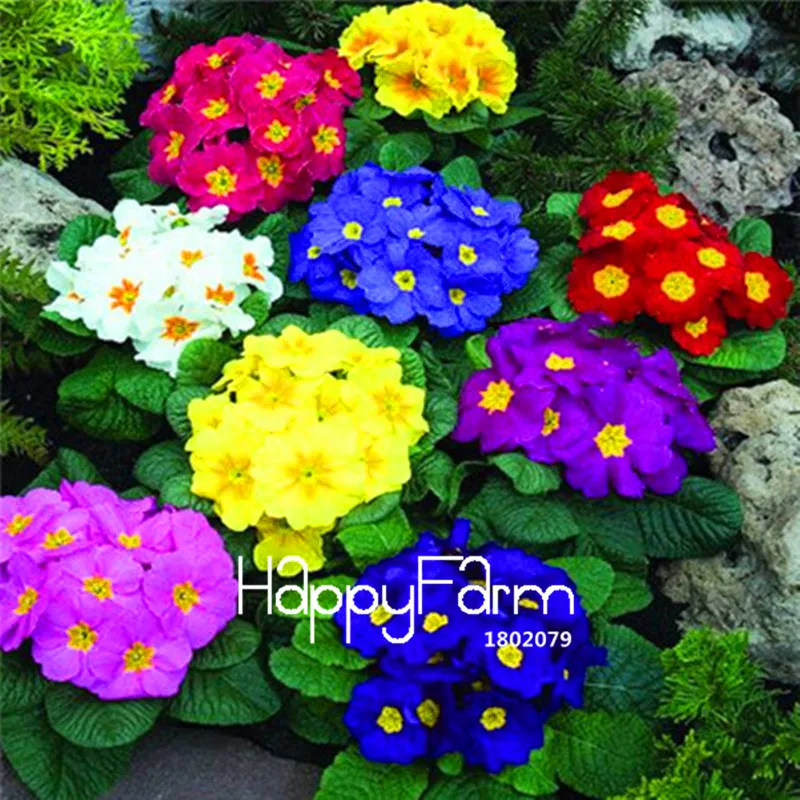 Новинка! 100 шт., европейские растения Primula malacoides, примулы, редкие бонсай, цветочные цветы для дома и сада, уличные растения