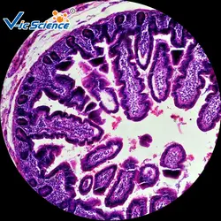 Микроскоп пищеварительной системы подготовлен набор слайдов